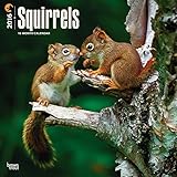 Squirrels 2016 Square 12x12 (Multilingual Edition)