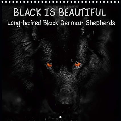 Black Is Beautiful Long Haired Black German Shepherds Wall