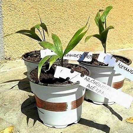 Portal Cool Archontophoenix Alexandrae - Rey de Palm - Bungalow de ...