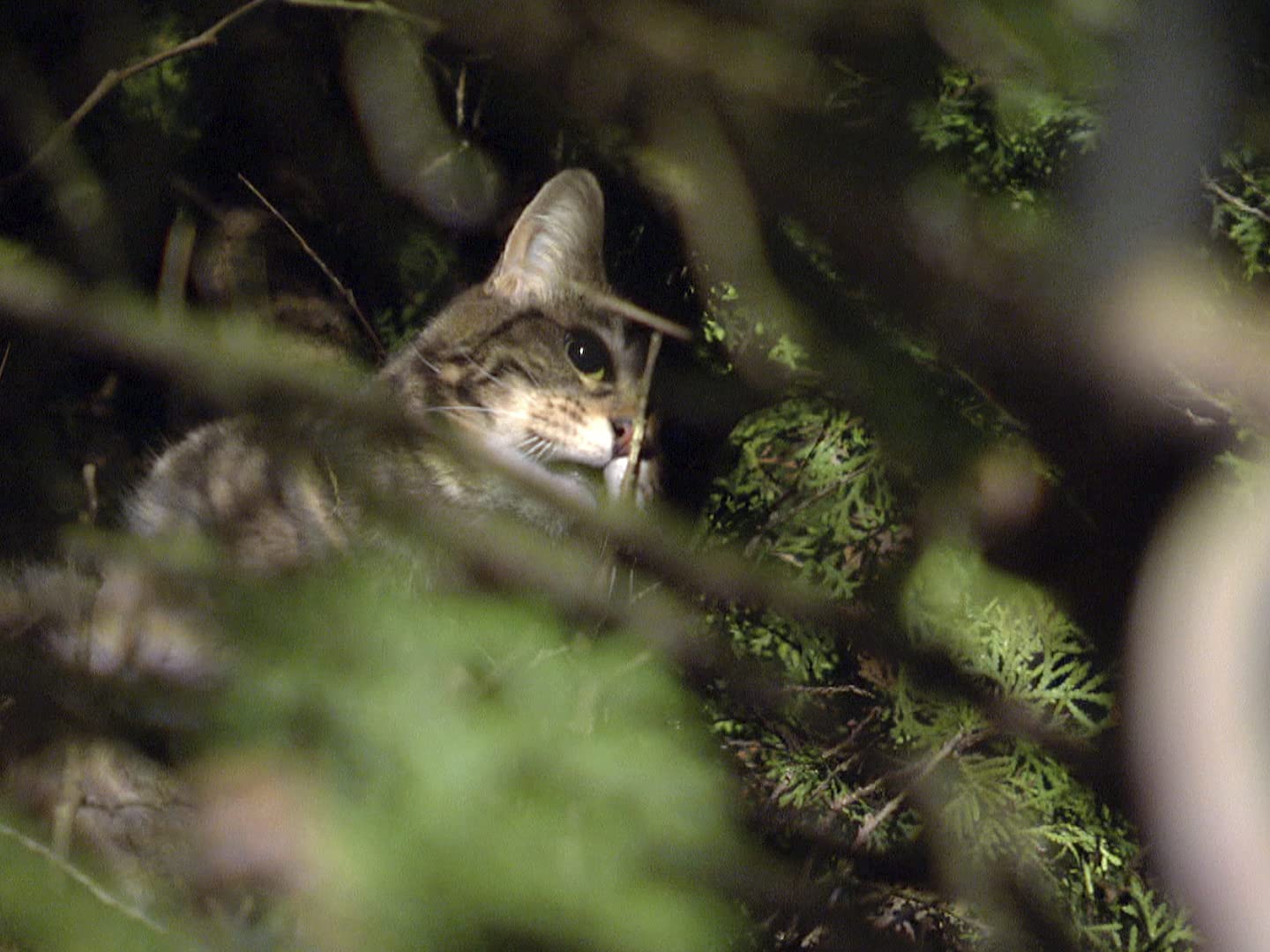 Watch Treetop Cat Rescue Season 1 Prime Video