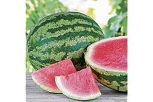 WBUT2023 Triple Crown Hybrid Watermelon seed (Seedless) One the best-tasting red variety