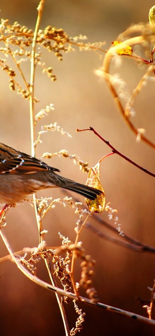 PeelitStickit Bird, Animal Wall Murals ID-162, vinyl