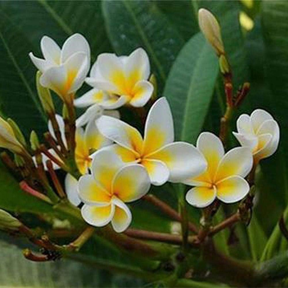 100Pcs/Bag Plumeria Rubra Frangipani Hawaiian Lei Flower