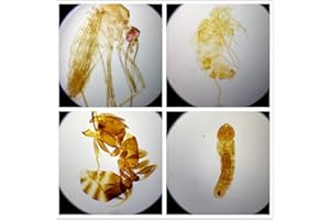 DIY-SCIENCE Prepared Whole Insects Microscope Slides Set, 10pcs Specimens for Kids Students Biology Class, Educational Gift (Whole Insects)