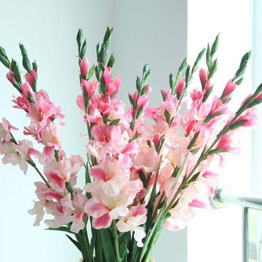 ROCONAT GardenSeeds - Rainbow Mixed Gladiolus Flower Bulbs Seeds，White red Purple Yellow Pink Large Flowering Bullbs Gladiolus Flower Pots Seeds for Home Garden