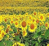 200 Peredovik Sunflower Seeds ~ Game Birds & Deer Favorite~ Plot Food Wildlife ~