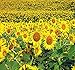 200 Peredovik Sunflower Seeds ~ Game Birds & Deer Favorite~ Plot Food Wildlife ~ primary