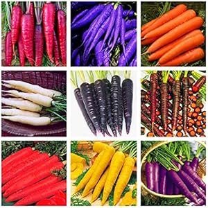 Soteer Seed House – Zanahorias orgánicas ‘Rainbow Mix’ F1 Zanahoria Mezclar Semillas Lechuga Vegetal Tubo Semillas de…