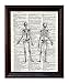 Anatomical Human Skeleton - Printed on Upcycled Vintage Dictionary Paper - 8