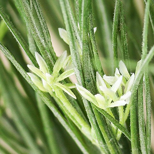 Factory Direct CraftÂ® Artificial FLocked White Flower and Grass Bush for Arranging, Crafting and Embellishing