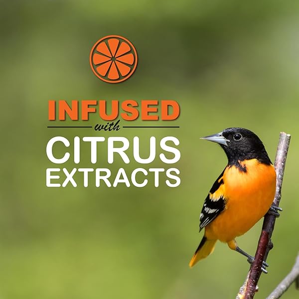 SWEET-SEED ORIOLE NECTAR 250ML (8OZ), READY TO USE – EXTENDS THE LIFE OF NECTAR FOR ORIOLE FEEDERS | ULTIMATE ORIOLE FOOD… (1-PACK)