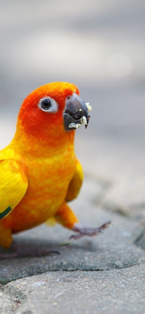 PeelitStickit Cute Parrot, Animal Wall Murals ID-175, vinyl