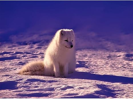 Nimcg Imprimer Animal Renard Photo Mosaique Toile Art Mural Scene De Neige Amelioration De L Habitat Sur Toile Sans Cadre 60x80 Cm Amazon Fr Cuisine Maison