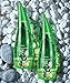 Aloe Vera Gel - Repair Soothing & Cooling Moisture gel - Ultra Hydrating Skin - Easy Absorbing, Cleansing, Moisturizing, Nourishing for Various Parts of the Body - 260ml