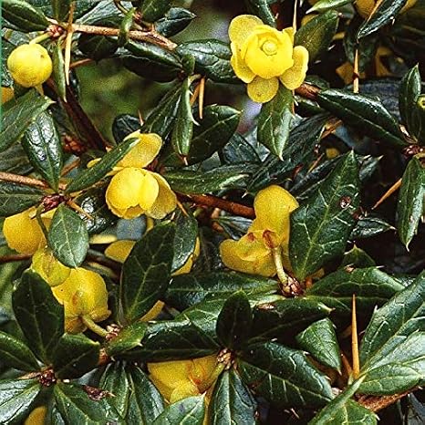 Berberis Frikartii Amstelveen Barberry Amstelveen 25 30 Cm Potted Amazon Co Uk Garden Outdoors