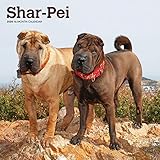 Shar Pei 2020 12 x 12 Inch Monthly Square Wall Calendar, Animals Dog Breeds by