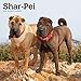 Shar Pei 2020 12 x 12 Inch Monthly Square Wall Calendar, Animals Dog Breeds by