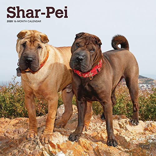 Shar Pei 2020 12 x 12 Inch Monthly Square Wall Calendar, Animals Dog Breeds by
