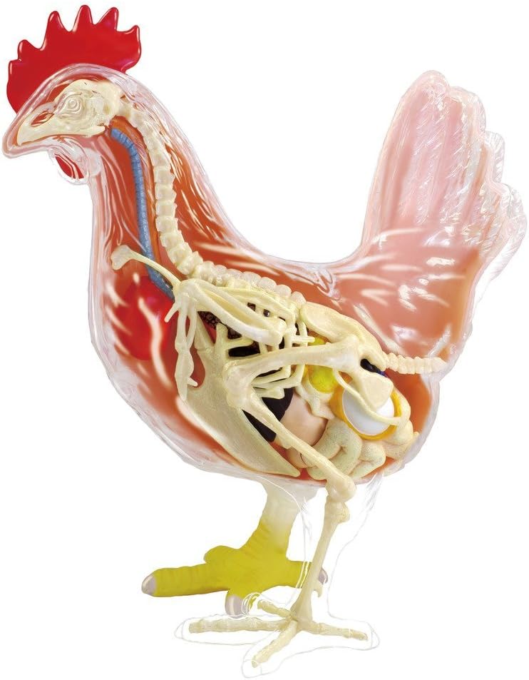 TEDCO Chicken Anatomy Model - Build Your own 8" Model with 32 Detachable Parts!