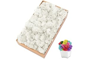 TCYPUHL Preserved Moss for Crafts Green Reindeer Moss for Potted Plants, Craft Decorative Moss Decor for Wall Art, Dried Moss(7oz,White)