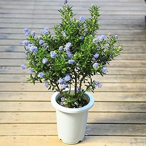 Amazon Co Jp 鉢花 セアノサス ５号 カリフォルニアライラック Diy 工具 ガーデン