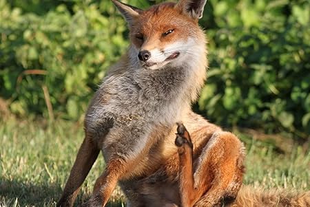 Amazon Co Jp A3 ポスター キツネのスクラッチ草座 壁紙ウォールステッカーポスター A3 4x297mm Generic