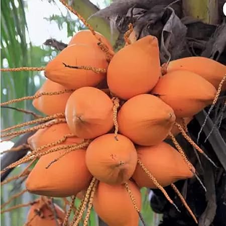 Trothic Gardens Dwarf Malaysian Orange Coconut Fruit Live Plant (High Yielding Variety) (Hybrid, Pack of 1)