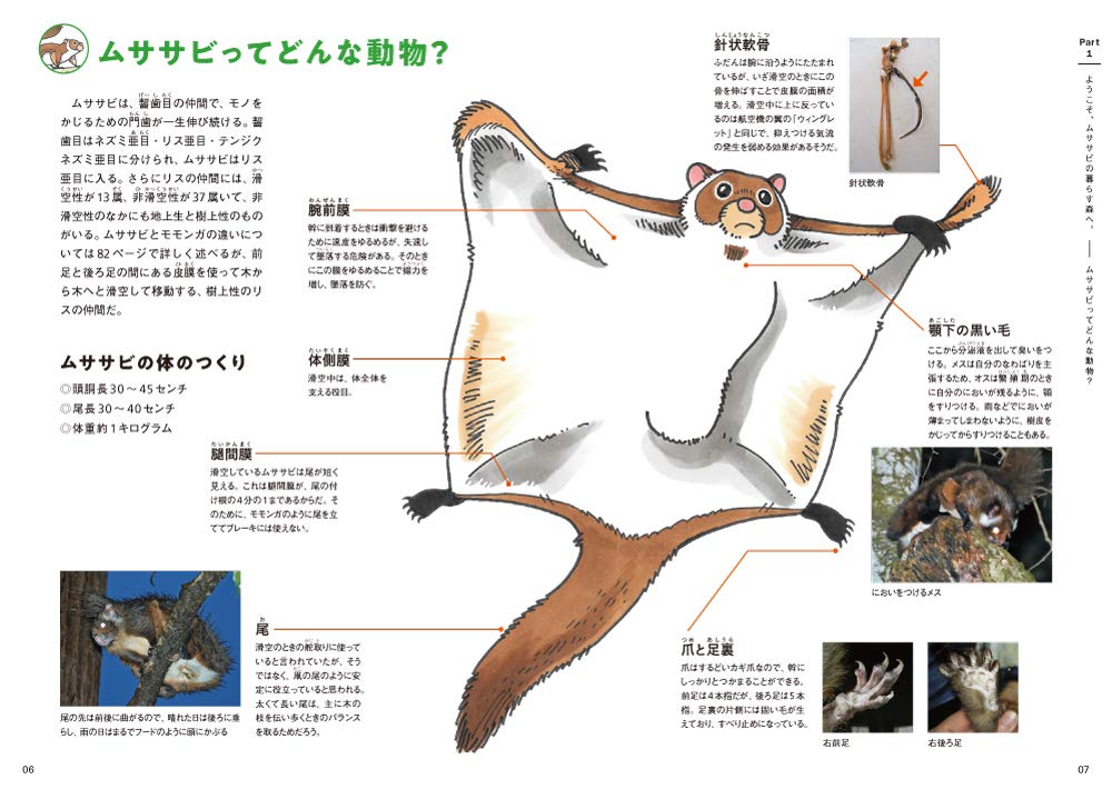 飛べ ムササビ 観察のポイントからフィールドサインまで さとし 熊谷 本 通販 Amazon