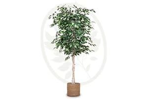 Maia Shop Artificial Ficus Tree 6FT Tall, Fake Tree with Natural Wood Trunk and Realistic Leaves, Faux Silk Plant Made with The Best Materials, Faux Potted Tree for Home Decor Indoor, 71 inches