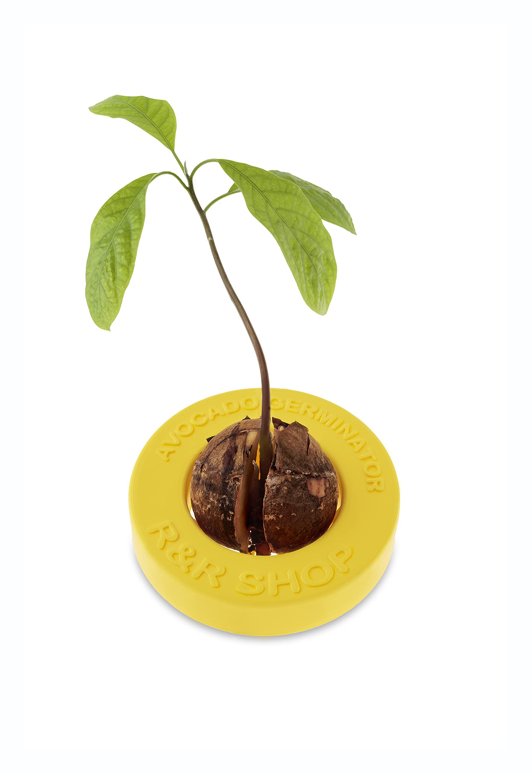R&R SHOP Avocado Germinator - Floating Pot for Avocado Germination, Seed Growth Kit, 100% Corn Plastic (Yellow)