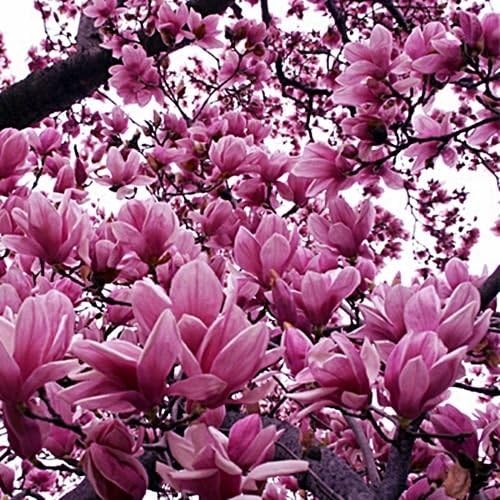 Magnolia Liliiflora Shrub 10 Seeds, Mulan Tulip Lily Magnolia,