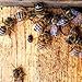 Clear Small Hive Beetle Trap with Baitable and Reusable Oil Trap Designed for Trapping Beetles in Bee Hives Without Chemicals for Beekeeping - 12 Pack