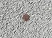 Ceramic Tumbling Media Mixed 1 Lbs. 3 mm Spheres & 2.5 X 8 mm Pins Lapidary Rock Tumbler Tumble P - Polish – White – Non-Abrasive