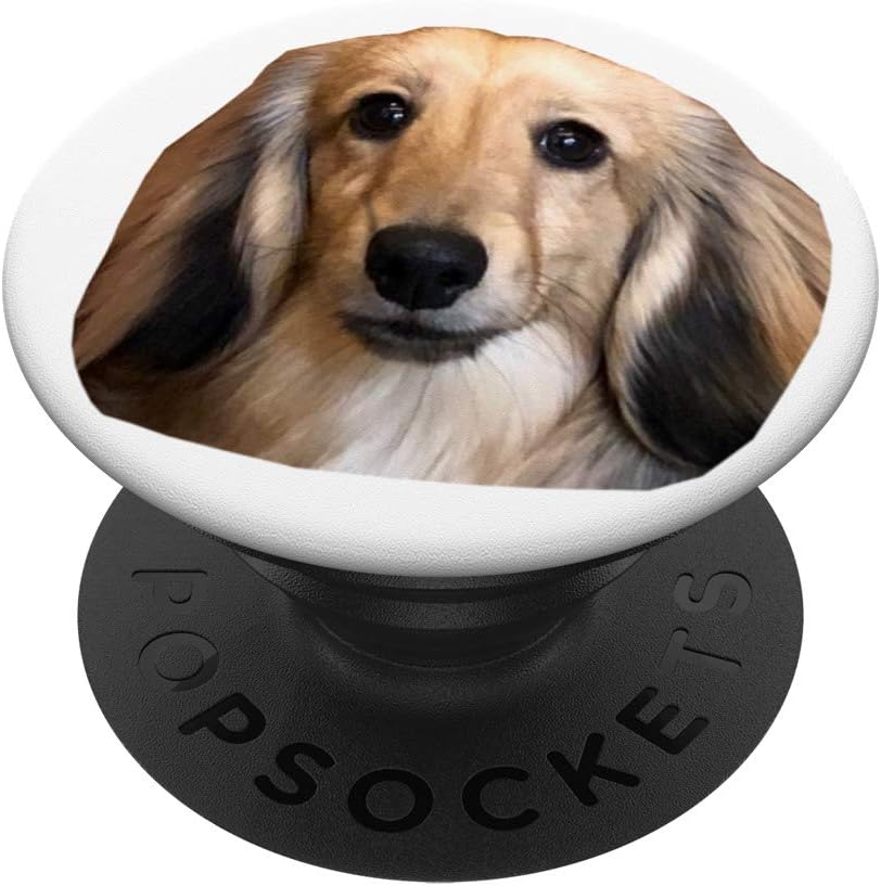 dachshund cream long haired