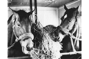 SPORTSPHOTOSUSA Secretariat & Riva Ridge Stablemates Sharing a Meal 8X10 Photo