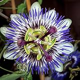 Passiflora Caerulea Passion Flower Blue Bouquet (One Mature Vine in 1/2 Gallon Pot)