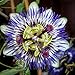 Passiflora Caerulea Passion Flower Blue Bouquet (One Mature Vine in 1/2 Gallon Pot)