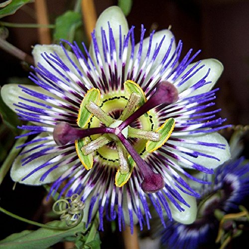 Passiflora Caerulea Passion Flower Blue Bouquet (One Mature Vine in 1/2 Gallon Pot) Passiflora Caerulea Passion Flower Blue Bouquet (One Mature Vine in 1/2 Gallon Pot)