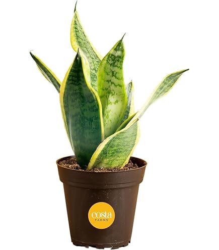live pothos plant 10 Cuttings Pothos Green Plant Epipremnum aureum pothos green Pothos L   NNplant