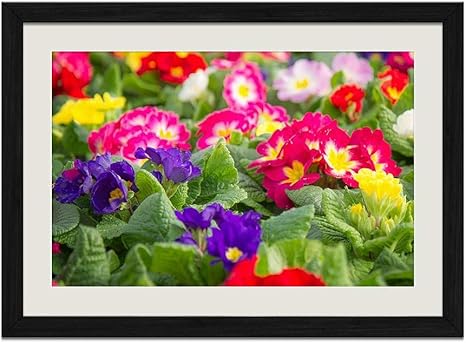 Amazon Co Jp ブラック木製フレーム ホーム装飾ポスター 額入り絵画 カラフルな月見草の花 50x35cm ホーム キッチン