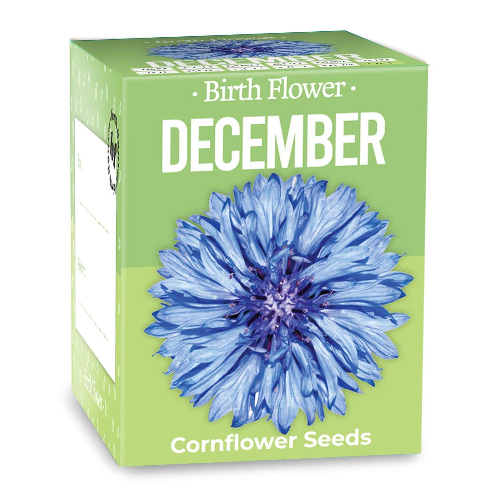 Gift Republic GR130038 December Birth Flowers, 8.2 cm*8.5 cm*7.0 cm