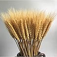 Country-living 100 Pcs Dry Wheat Grass Bouquet Natural Wheat Dried Grasses Bundle Dried Wheat Length 45cm (Wheat)