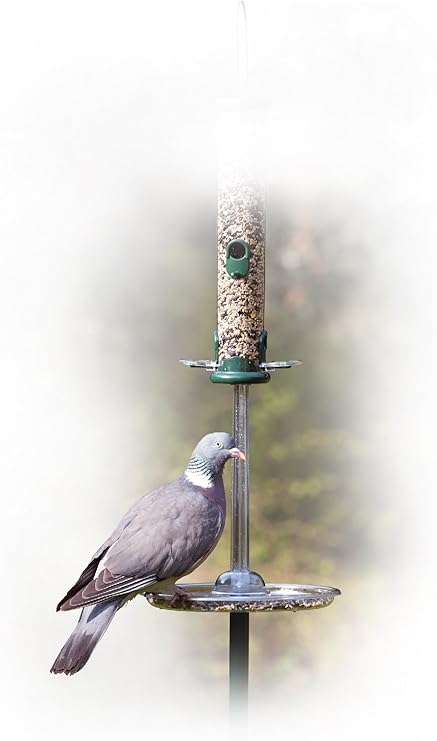 Jacobi Jayne Pg S Pigeon Spacer Clear Amazon Co Uk Garden