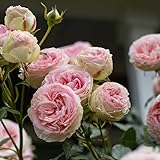 Heirloom Roses Eden Climber® Rose Plant - Climbing