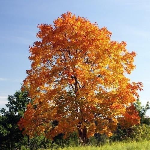 Norway Maple Tree Seeds (ACER platanoides) 10+Seeds