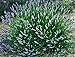 Findlavender - Lavender French Provence - Very Fragrant - 4