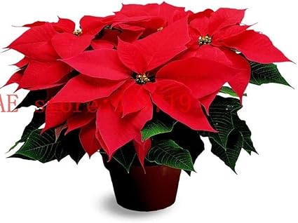Amazon Co Jp 発芽種子 100個の赤いポインセチアの花の種子 ユーフォルビアプルケリマ Euphorbia Pulcherrima 鉢植え ホーム キッチン