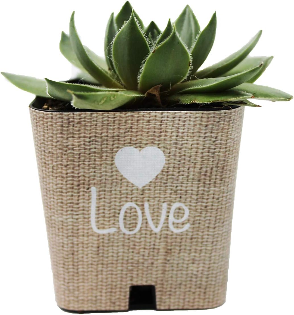 baby shower succulent favors