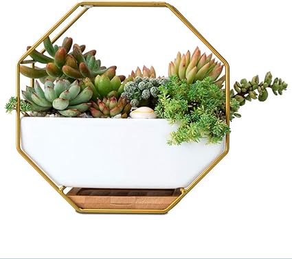 Amazon Co Jp Iwailoft 植木鉢 多肉植物鉢 ハンキングプランター 壁掛け サボテン鉢 フラワーポット プランター容器 北欧 おしゃれ インテリア 観賞植物 玄関ディス ホーム キッチン