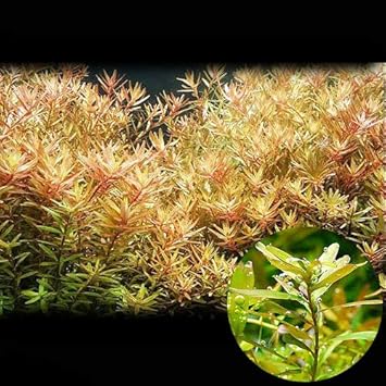 Amazon 水草 ロタラ ロトンディフォリア 無農薬 ５本 おまけロタラ３本付 Charm チャーム 生体水草 通販